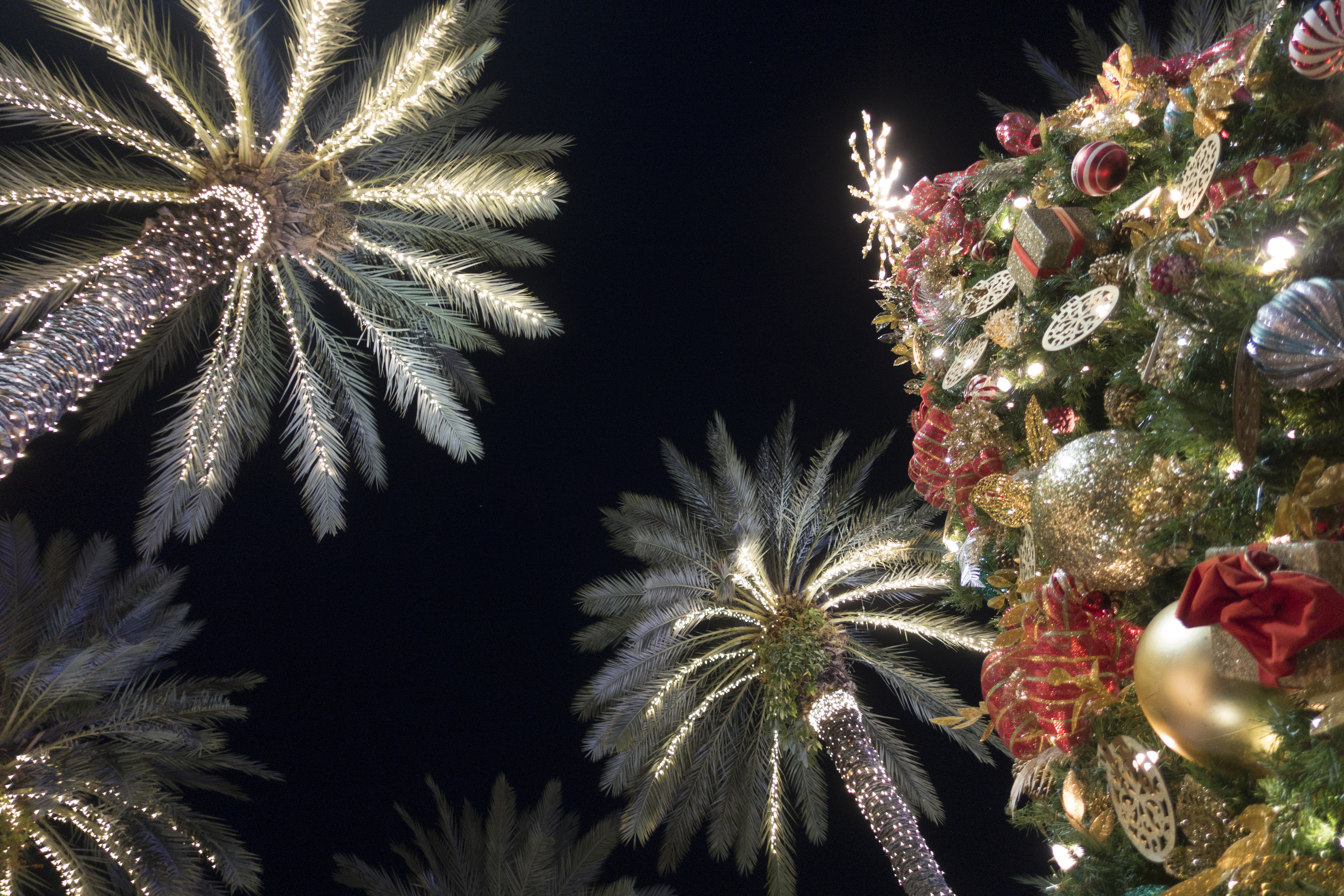 Winter Wonderland: Urban Fashion with a Tropical Twist